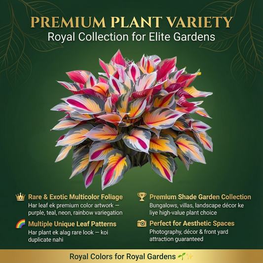 Royal Leaf Hosta Seeds