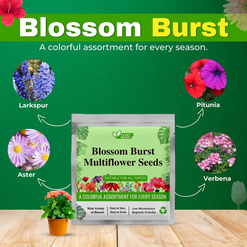 Blossom Burst Multiflora Seeds -  (Multiple Flower Seeds)