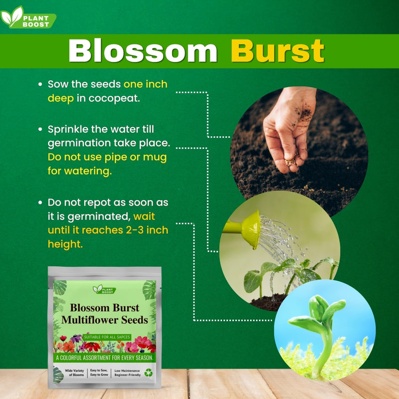 Blossom Burst Multiflora Seeds Free with Plant Boost