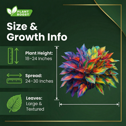 Royal Leaf Hosta Seeds