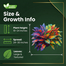 Royal Leaf Hosta Seeds