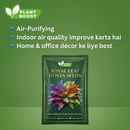 Royal Leaf Hosta Seeds