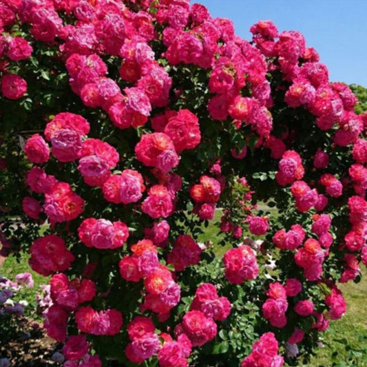Big Bloom Rose – Any Place, Any Season