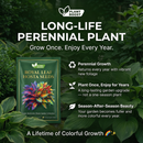 Royal Leaf Hosta Seeds