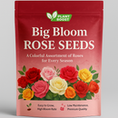 Big Bloom Rose – Any Place, Any Season
