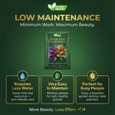 Royal Leaf Hosta Seeds