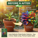 Royal Leaf Hosta Seeds