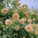Big Bloom Rose – Any Place, Any Season