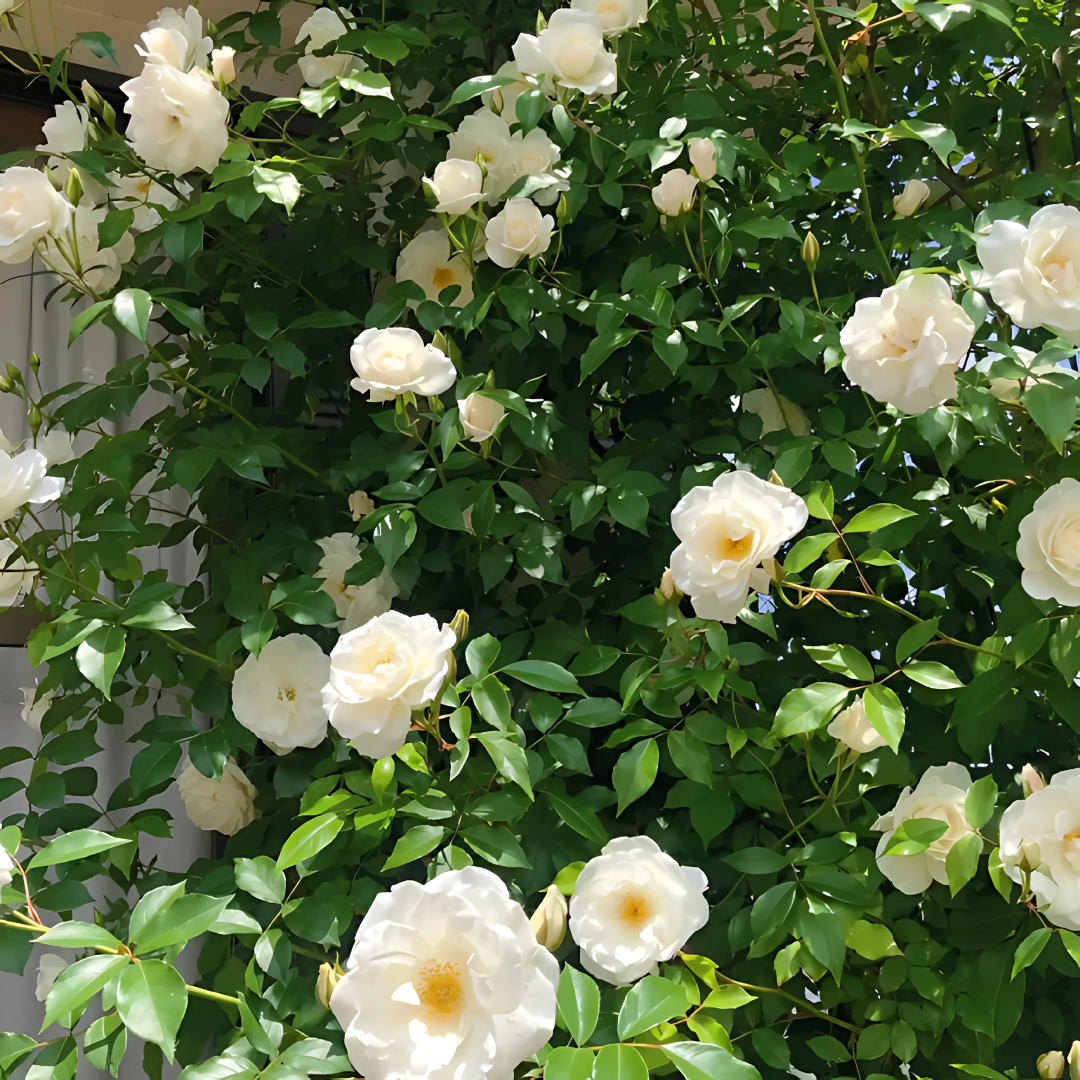 Big Bloom Rose – Any Place, Any Season