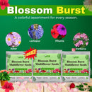 Blossom Burst Multiflora Seeds -  (Multiple Flower Seeds)