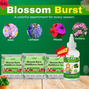 Blossom Burst Multiflora Seeds Free with Plant Boost